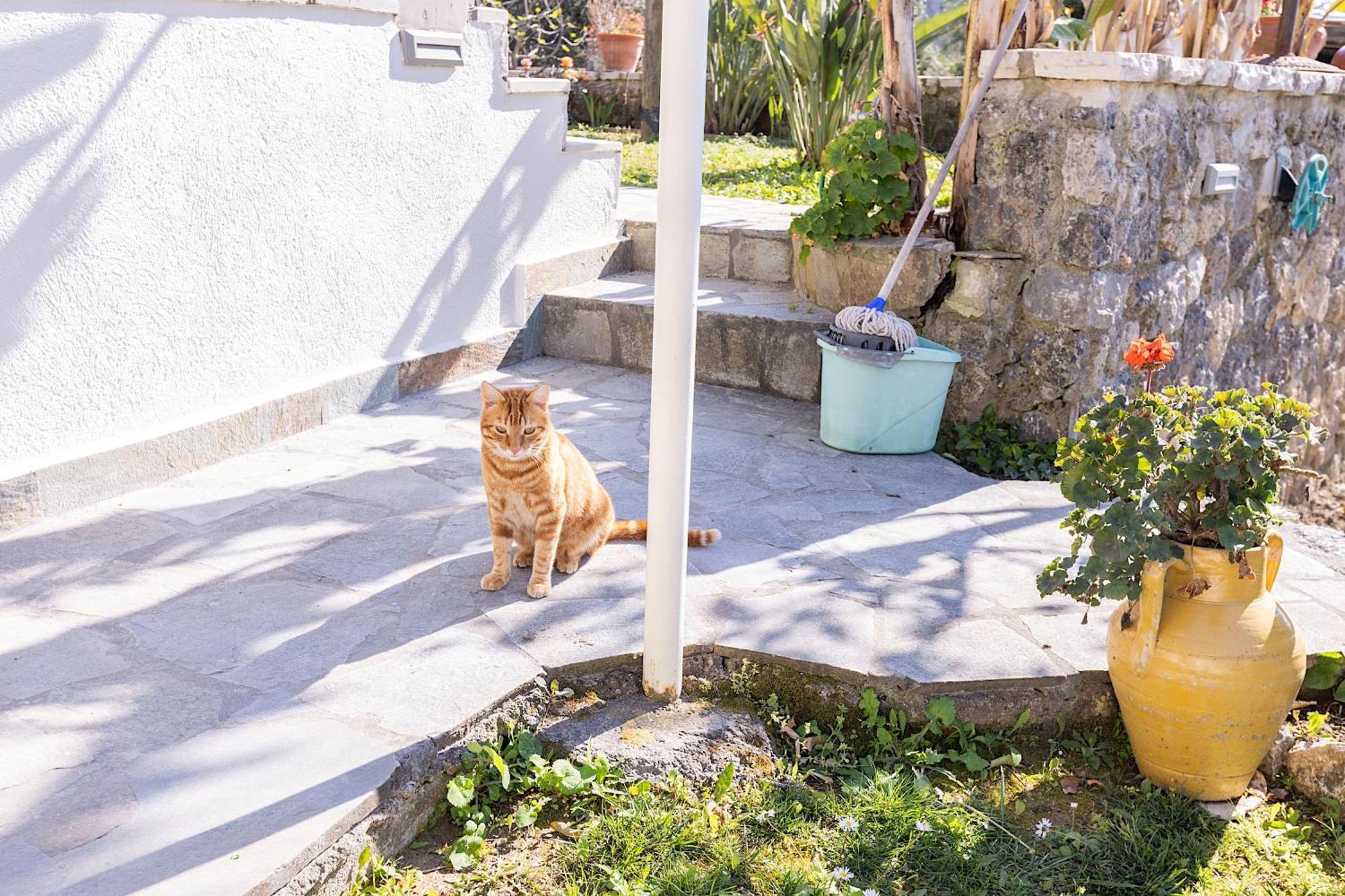 Ad Homes Agios Gordios  Eksteriør billede
